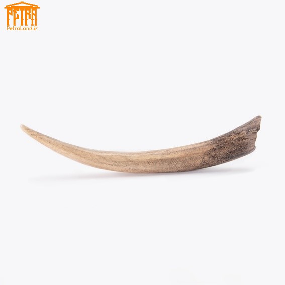 نیش باسیلیسک